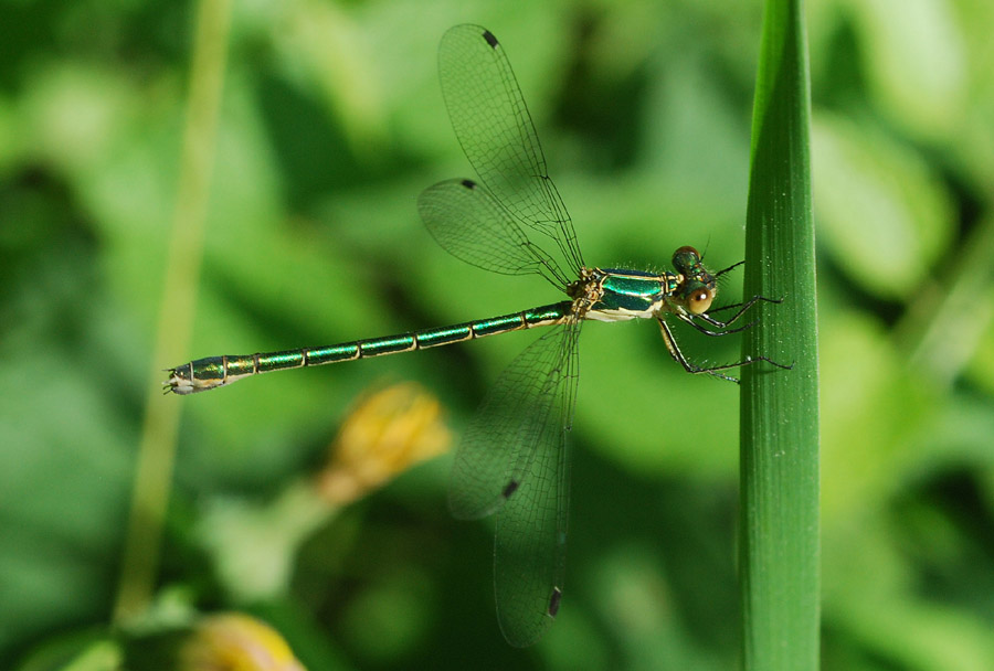 Aiuto determanazione - Lestes dryas